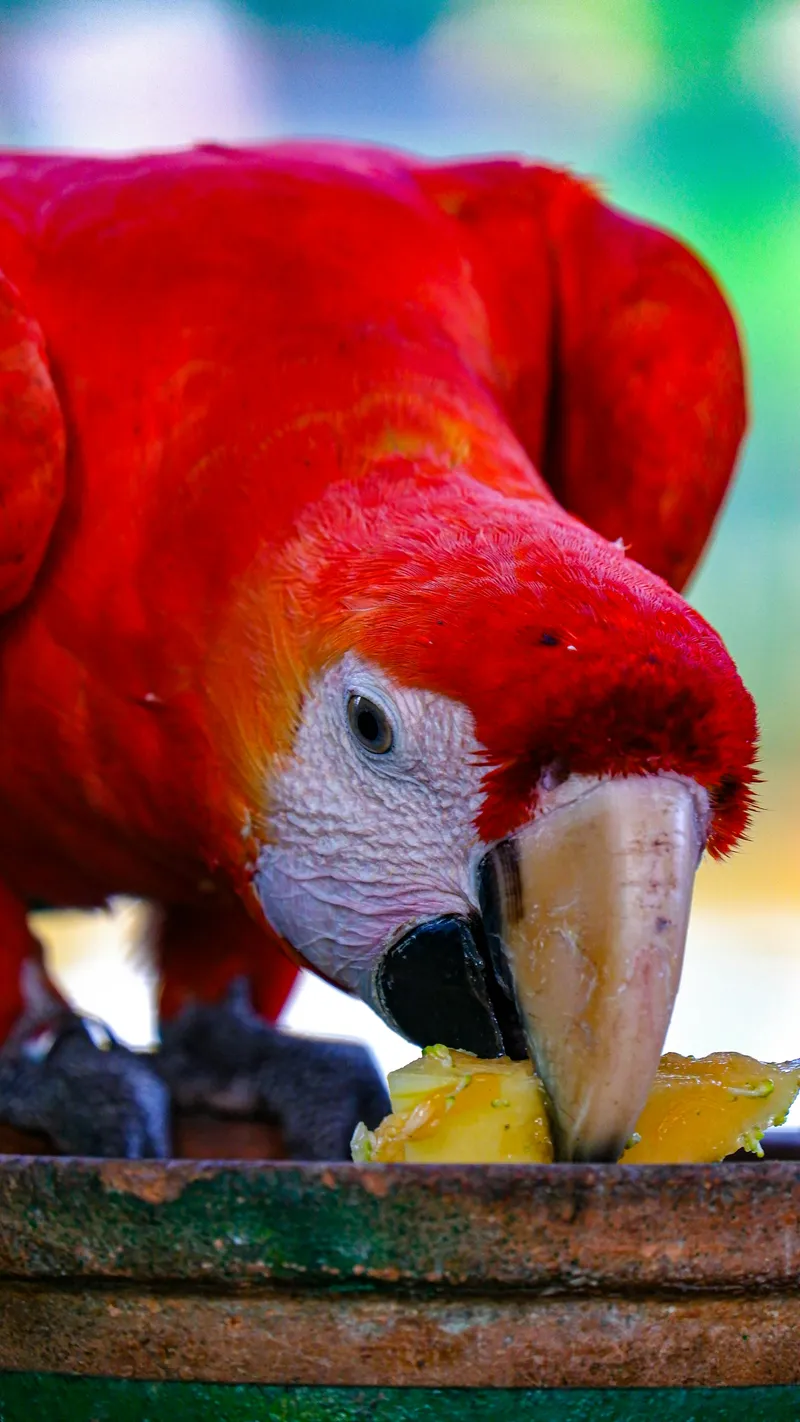 Vida silvestre al amanecer en Corcovado
